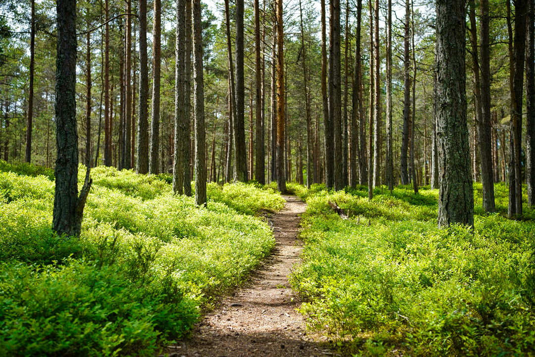 Registro de empresa en Estonia: accionista/director adicional